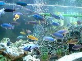 feeding my cichlids (frontroom fish tank)