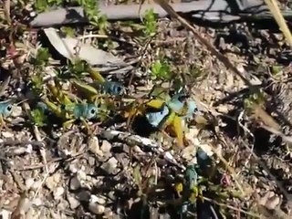 Fighting Between Male Kosciuscola tristis