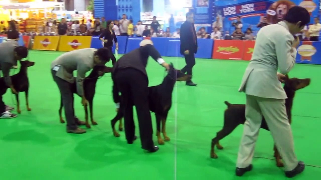 The Dobermann In Dog Show Thailand 2011