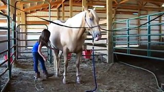 Dillon - Manners - Safe  Kid Horse