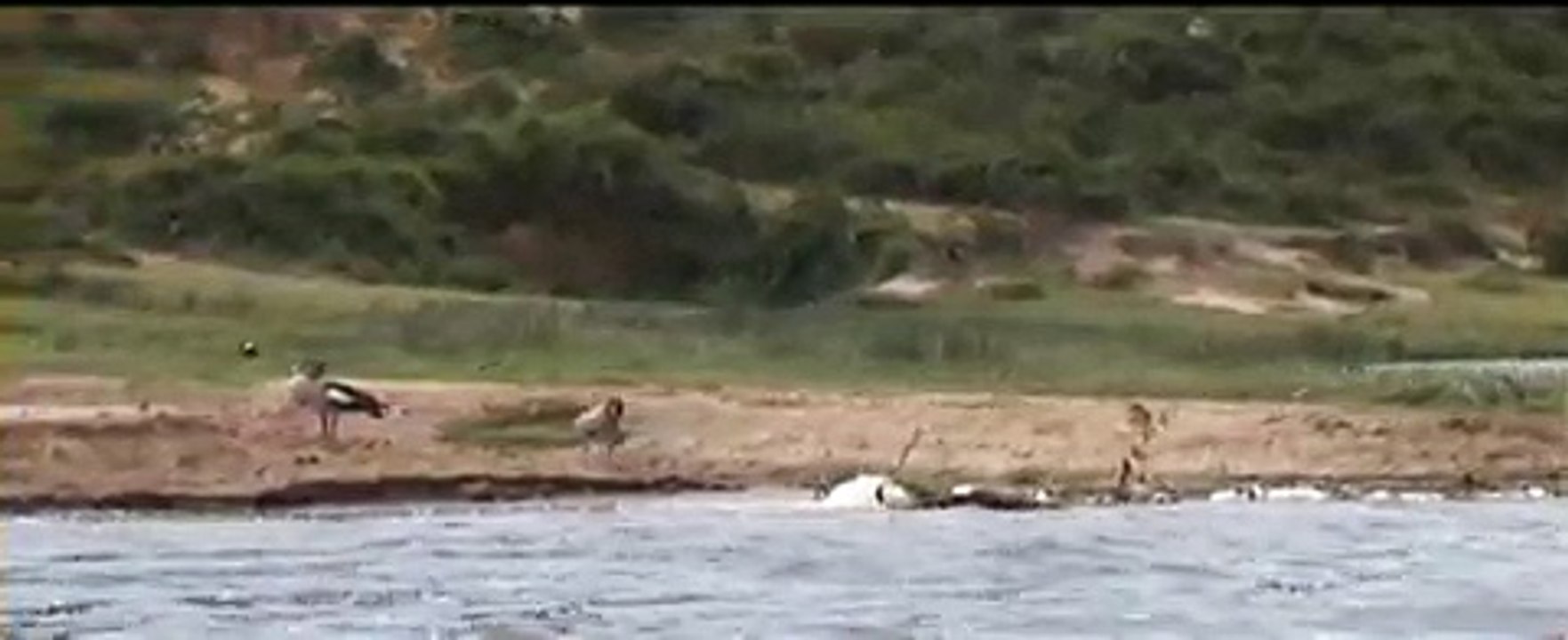 water wildlife in Uganda