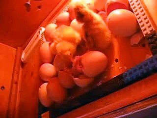 Chicks Hatching #8