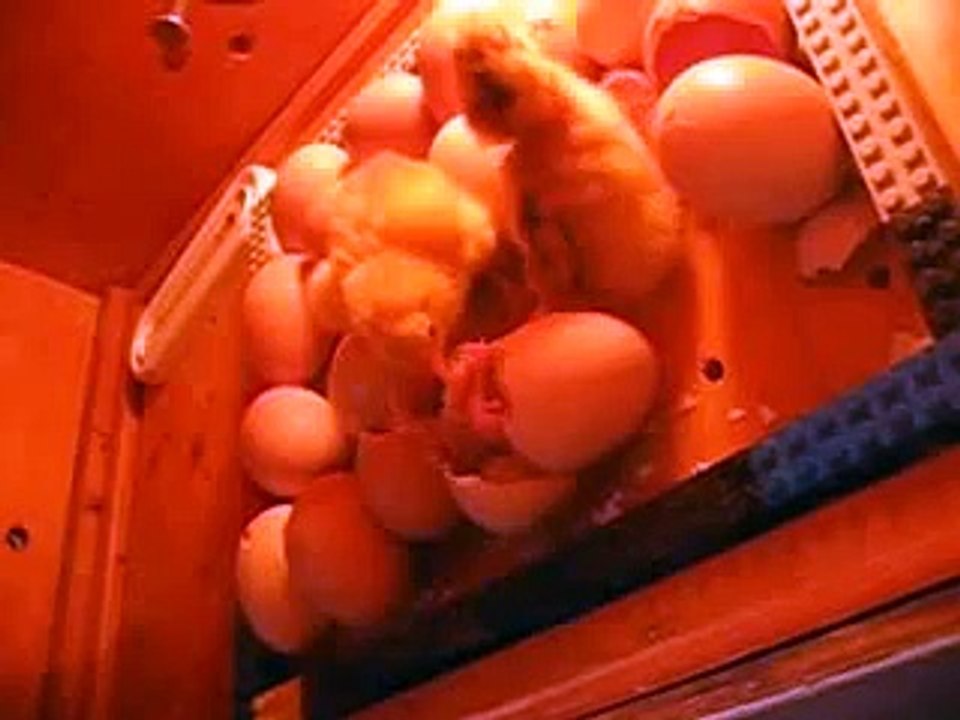 Chicks Hatching #8