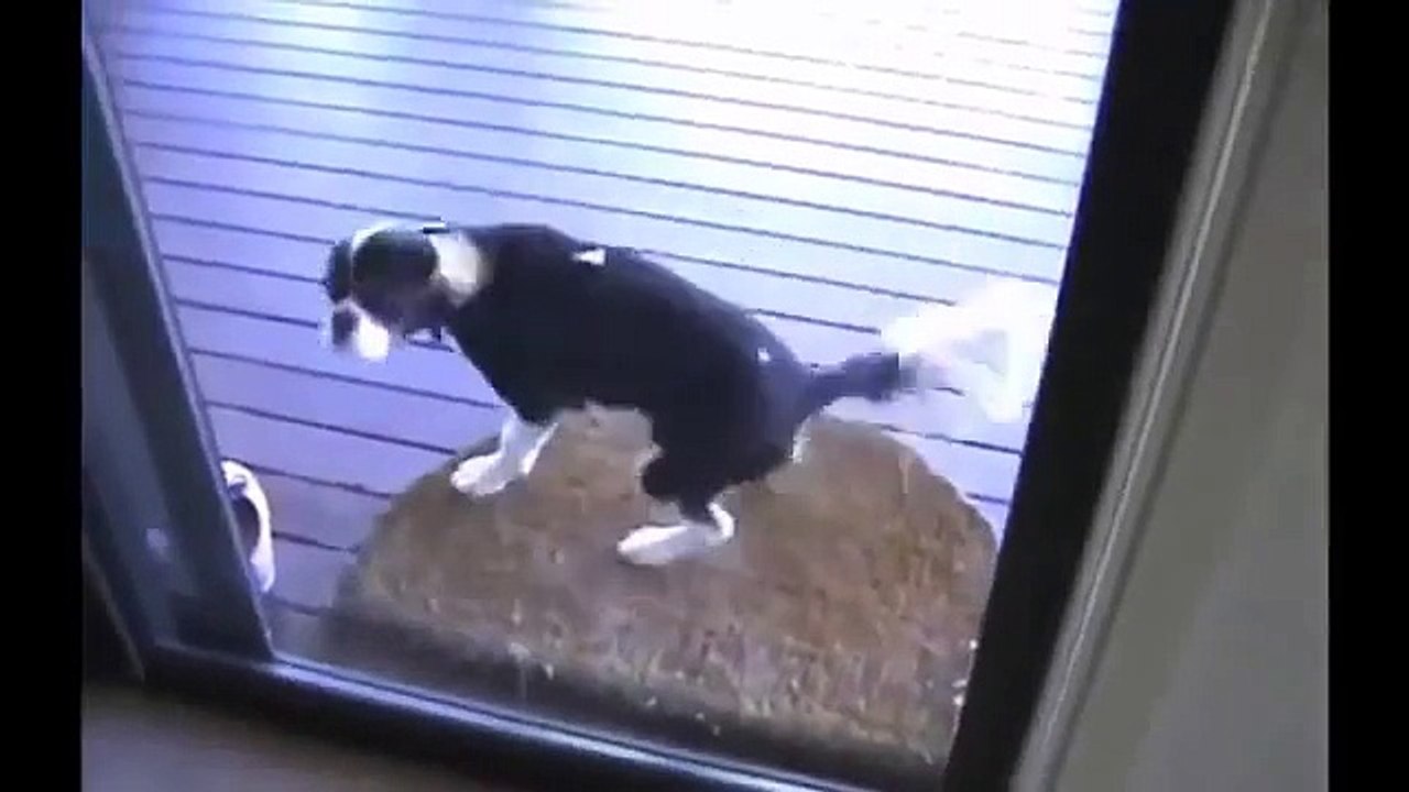 Funny Dogs in 2015 Funny Video Compilation Funny Animals in 2015