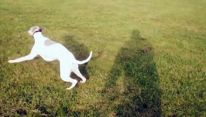 Crazy Fast Whippet Dog...... Running Bends!!