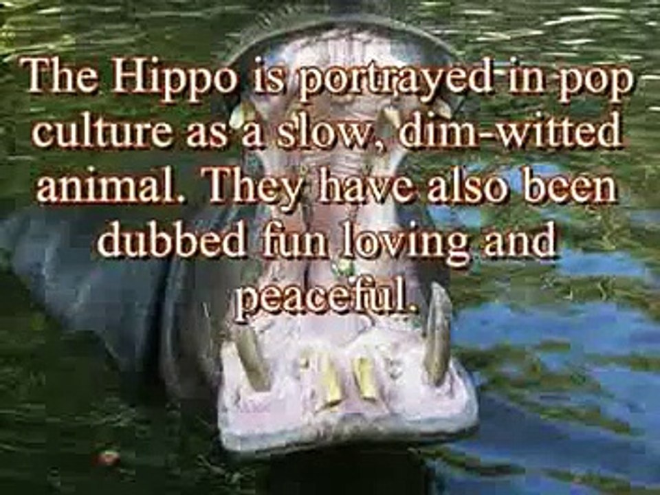 Top_10_Most_Dangerous_Animals_on_the_Planet (1)