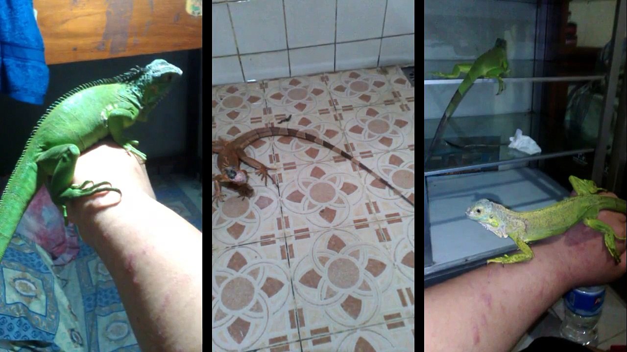 Bless Reptile