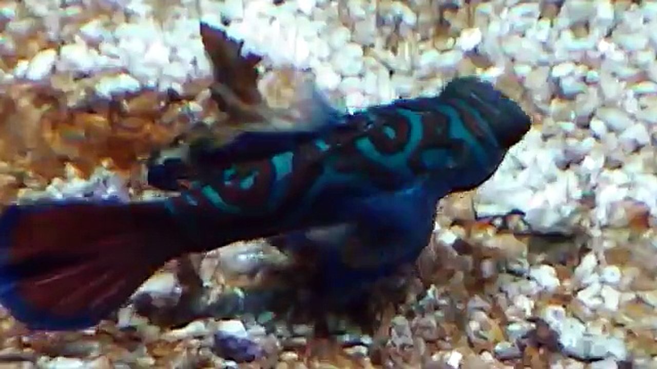 Exotic Fish at the PPG Aquarium pt. 3