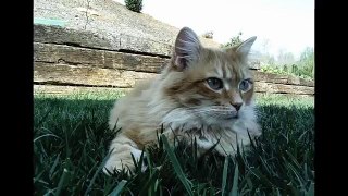 THE MANY FACES OF SABRINA - Beautiful Kitty Cat