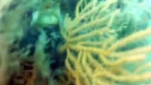 Recupero archeologico subacqueo di tre ancore litiche a tre fori eseguito nel mare di Licata