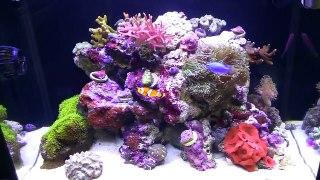 Finnex 30 Gallon Reef