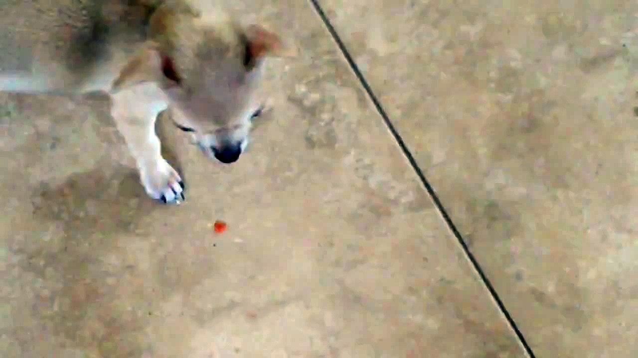 Paco.