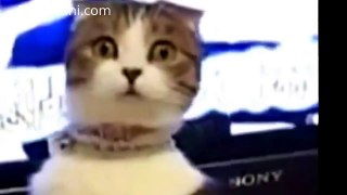 Funny Cat Videos | Cat surprised | Best Funny Cats Videos 2015