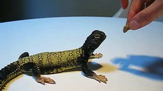 Uromastyx Thinks He's a Dog