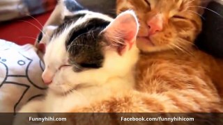 Funny Cats Funny Cat Videos Funny Cat Vines Funny Animals 2015