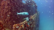 Sensatori Mexico Diving (C56 Wreck Dive 2) GoPro