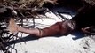 Real Mermaid Found Dead On Beach After Hurricane original video