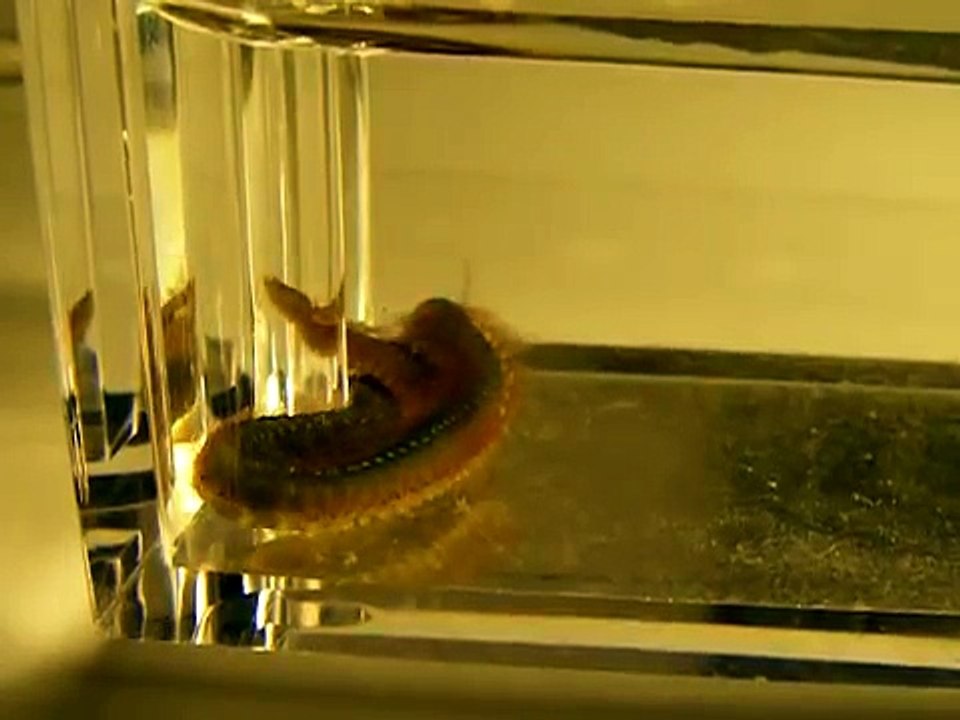 Polychaeta Eunicidae - sea worm