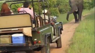 Animal attack Bull elephant in musth and Baboon play wild NEW@croos