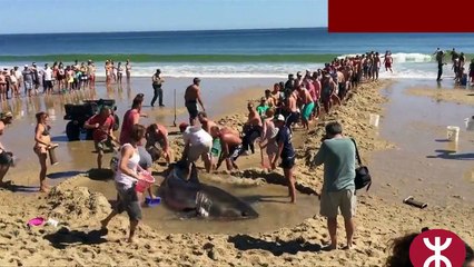 Solidarité sur une plage pour sauver un requin échoué