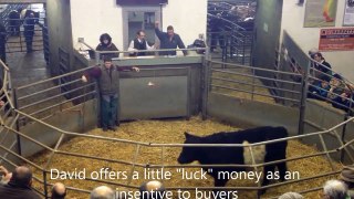 Hoe Grange Belted Galloways sell at Bakewell Market