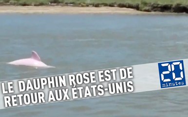 Un dauphin rose est de retour en Louisiane