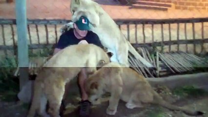 Lions Attack Man in South Africa