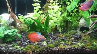 Dwarf Gourami fish building a bubble nest
