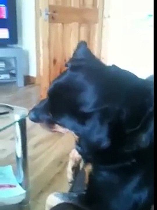 My Funny Rottweiler Mia