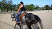 Quarter Horse mare for sale