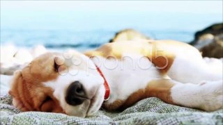 Funny beach scene: beagle puppy dog sunbathing on the sea coast. Stock Footage
