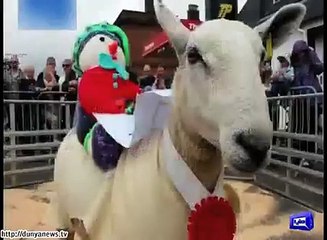 dilchasp o ajeen and cute videos must watch.