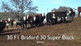30 Super Black Baldies 30 True F1 Brafords