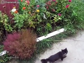 Хозяйка, спускай лифт!