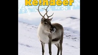 Reindeer (A Day in the Life: Polar Animals)