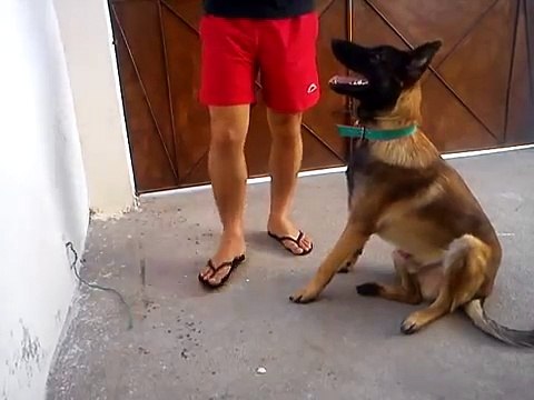 CHACAL. PASTOR BELGA MALINOIS ADESTRADO.
