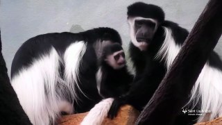 Baby black and white colobus monkeys at Saint Louis Zoo