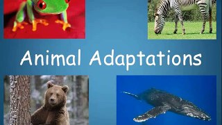 animal adaptations activities 4th grade