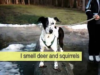 cutest dog in the world goes for walk in the park