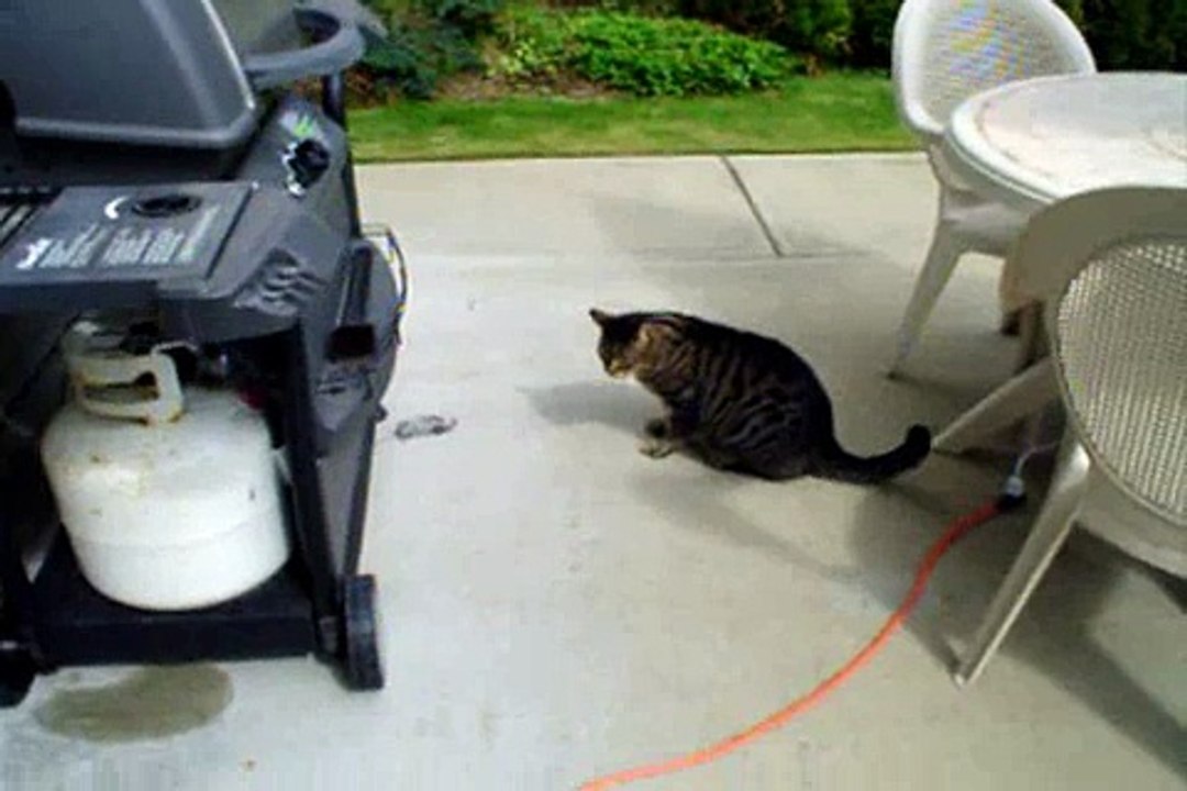Cat kills eats mouse