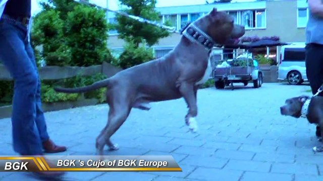 Big Bully pitbull Dog Collars Best custom dog collars feat BGK's The Rock pit bull