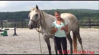 How to Halter a Horse