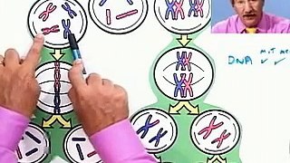 Mitosis vs. Meiosis from Thinkwell's Video Biology Course