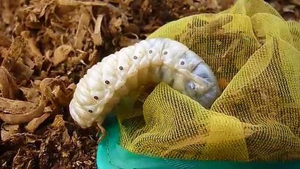 "Hercules Beetle Larvae" I found in my garden