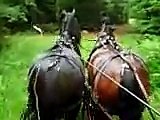 Driving pair horses in woods, trot & walk
