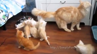 Cat Jumps Fail Compilation 1 | The Internet Haz Cats And Dogs