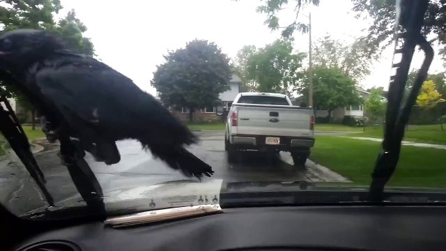 Crow riding windshield wipers