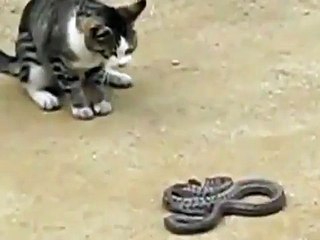 Cat VS Snake Video Clip funny and amazing videos