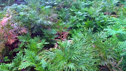 VLOG: Pinto Art Museum