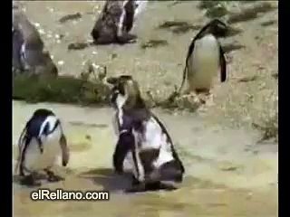 Penguins Dancing